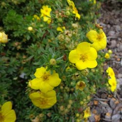 Potentilla, Yellow